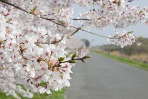 桜堤サ桜堤サブセンター　桜まつり　木曾三川公園　3月4月　岐阜県羽島市の観光・撮影スポットの画像と写真