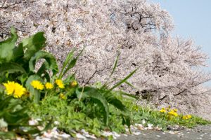 桜堤サブセンター　桜まつり　木曾三川公園　3月4月　岐阜県羽島市の観光・撮影スポットの画像と写真桜堤サブセンター　桜まつり　木曾三川公園　3月4月　岐阜県羽島市の観光・撮影スポットの画像と写真