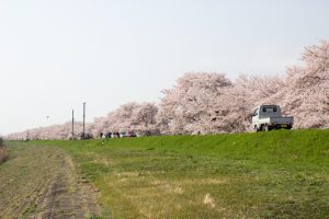 桜堤サブセンター　桜まつり　木曾三川公園　3月4月　岐阜県羽島市の観光・撮影スポットの画像と写真