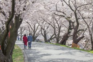 墨俣一夜城　桜並木　桜まつり　3月　4月　岐阜県大垣市の観光・撮影スポットの画像と写真