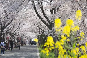 墨俣一夜城　菜の花と桜　桜まつり　3月　4月　岐阜県大垣市の観光・撮影スポットの画像と写真