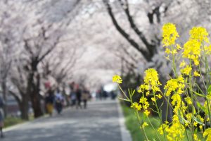 墨俣一夜城　菜の花と桜　桜まつり　3月　4月　岐阜県大垣市の観光・撮影スポットの画像と写真