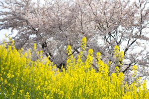 墨俣一夜城　菜の花と桜　桜まつり　3月　4月　岐阜県大垣市の観光・撮影スポットの画像と写真