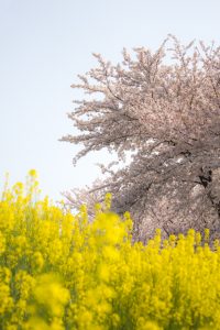 墨俣一夜城　菜の花と桜　桜まつり　3月　4月　岐阜県大垣市の観光・撮影スポットの画像と写真