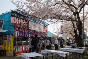 墨俣一夜城　桜まつり　堤防　3月　4月　岐阜県大垣市の観光・撮影スポットの画像と写真