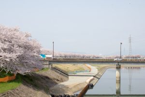 墨俣一夜城　桜まつり　堤防　3月　4月　岐阜県大垣市の観光・撮影スポットの画像と写真