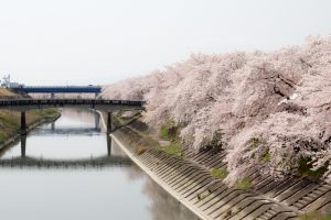 墨俣一夜城　桜まつり　堤防　3月　4月　岐阜県大垣市の観光・撮影スポットの画像と写真
