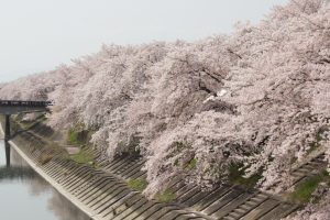 墨俣一夜城　桜まつり　堤防　3月　4月　岐阜県大垣市の観光・撮影スポットの画像と写真