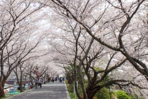 墨俣一夜城　桜まつり　堤防　3月　4月　岐阜県大垣市の観光・撮影スポットの画像と写真