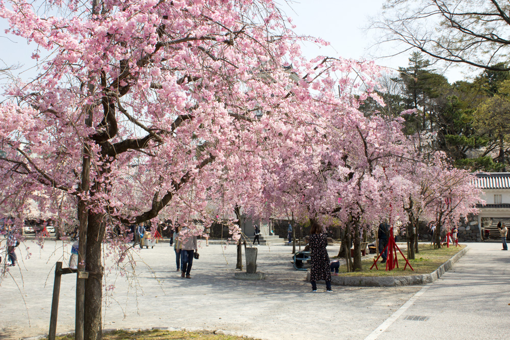 大垣城　大垣公園　桜　春の花　3月　岐阜県大垣市の観光・撮影スポットの画像と写真