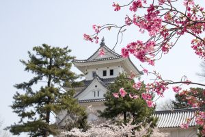 大垣城　大垣公園　桜　春の花　3月　岐阜県大垣市の観光・撮影スポットの画像と写真