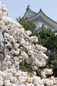 大垣城　大垣公園　桜　春の花　3月　岐阜県大垣市の観光・撮影スポットの画像と写真