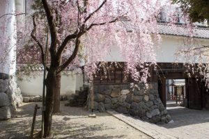 大垣城　しだれ梅　大垣公園　桜　春の花　3月　岐阜県大垣市の観光・撮影スポットの画像と写真