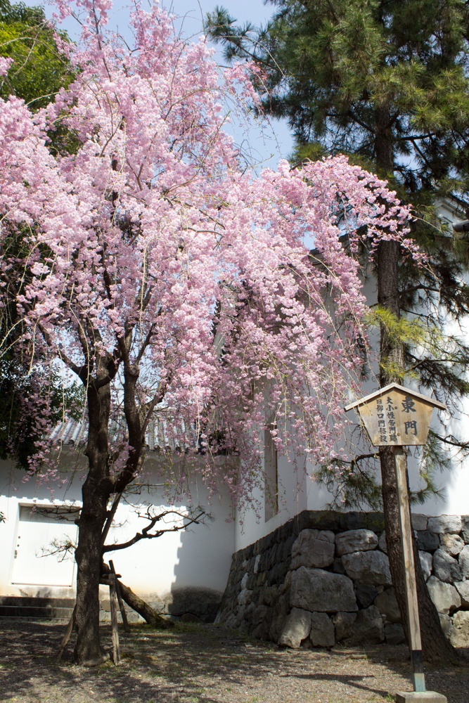 大垣城　しだれ梅　大垣公園　桜　春の花　3月　岐阜県大垣市の観光・撮影スポットの画像と写真