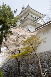 大垣城　大垣公園　桜　春の花　3月　岐阜県大垣市の観光・撮影スポットの画像と写真