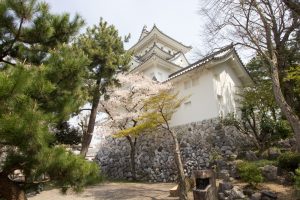 大垣城　大垣公園　桜　春の花　3月　岐阜県大垣市の観光・撮影スポットの画像と写真