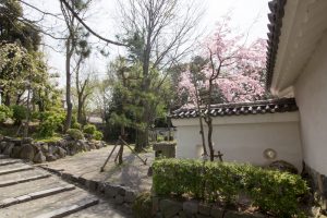 大垣城　大垣公園　桜　春の花　3月　岐阜県大垣市の観光・撮影スポットの画像と写真
