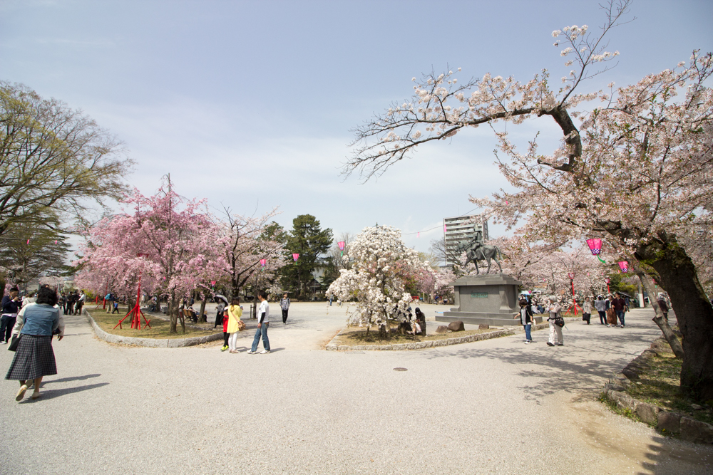 大垣城　大垣公園　桜　春の花　3月　岐阜県大垣市の観光・撮影スポットの画像と写真