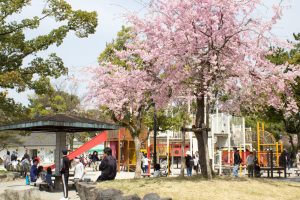 大垣城　大垣公園　桜　春の花　3月　岐阜県大垣市の観光・撮影スポットの画像と写真