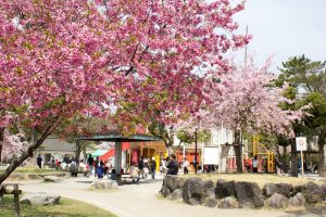 大垣城　大垣公園　桜　春の花　3月　岐阜県大垣市の観光・撮影スポットの画像と写真