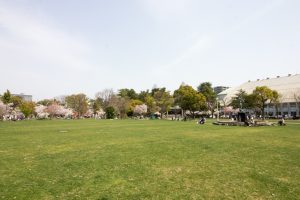 大垣城　大垣公園　桜　春の花　3月　岐阜県大垣市の観光・撮影スポットの画像と写真