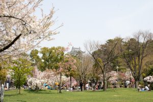 大垣城　大垣公園　桜　春の花　3月　岐阜県大垣市の観光・撮影スポットの画像と写真
