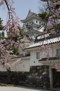 大垣城　大垣公園　桜　春の花　3月　岐阜県大垣市の観光・撮影スポットの画像と写真