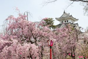 大垣城　大垣公園　桜　春の花　3月　岐阜県大垣市の観光・撮影スポットの画像と写真