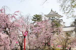 大垣城　大垣公園　桜　春の花　3月　岐阜県大垣市の観光・撮影スポットの画像と写真