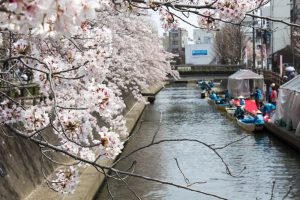 大垣城　　舟下り・たらい舟　大垣公園　桜　春の花　3月　岐阜県大垣市の観光・撮影スポットの画像と写真