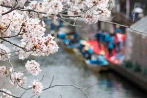 大垣城　　舟下り・たらい舟　大垣公園　桜　春の花　3月　岐阜県大垣市の観光・撮影スポットの画像と写真
