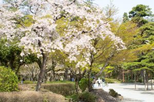 岐阜公園　桜まつり　3月　4月　岐阜県岐阜市の観光・撮影スポットの画像と写真