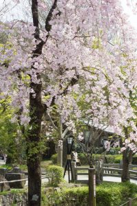 岐阜公園　桜まつり　3月　4月　岐阜県岐阜市の観光・撮影スポットの画像と写真