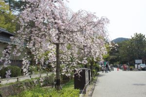 岐阜公園　桜まつり　3月　4月　岐阜県岐阜市の観光・撮影スポットの画像と写真