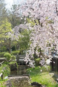 岐阜公園　桜まつり　3月　4月　岐阜県岐阜市の観光・撮影スポットの画像と写真