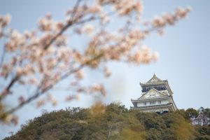 岐阜公園　岐阜城　桜まつり　3月　4月　岐阜県岐阜市の観光・撮影スポットの画像と写真