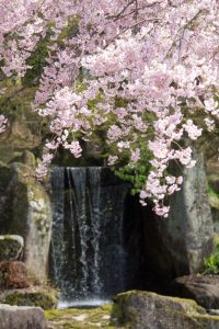 岐阜公園　信長の庭　桜まつり　3月　4月　岐阜県岐阜市の観光・撮影スポットの画像と写真