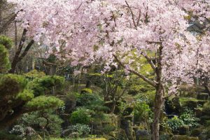 岐阜公園　信長の庭　桜まつり　3月　4月　岐阜県岐阜市の観光・撮影スポットの画像と写真