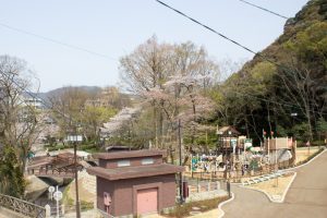 岐阜公園、桜まつり、4月春の花、岐阜県岐阜市の観光・撮影スポットの画像と写真