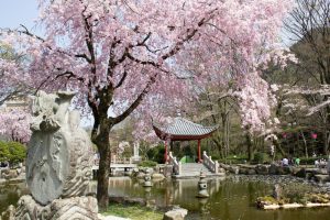 岐阜公園　日中友好公園　桜まつり　3月　4月　岐阜県岐阜市の観光・撮影スポットの画像と写真