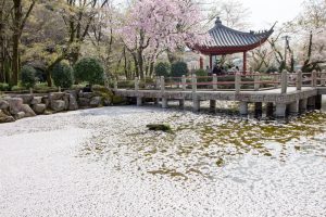 岐阜公園　日中友好公園　桜まつり　3月　4月　岐阜県岐阜市の観光・撮影スポットの画像と写真