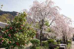 岐阜公園　桜まつり　3月　4月　岐阜県岐阜市の観光・撮影スポットの画像と写真