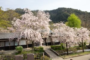 岐阜公園　桜まつり　3月　4月　岐阜県岐阜市の観光・撮影スポットの画像と写真