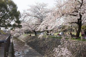 河原町広場　桜　3月　4月　川沿い　岐阜県岐阜市の観光・撮影スポットの画像と写真