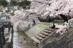 河原町広場、桜、4月、岐阜県岐阜市河原町の観光・撮影スポットの画像と写真