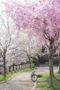 河原町広場、桜、4月、岐阜県岐阜市河原町の観光・撮影スポットの画像と写真