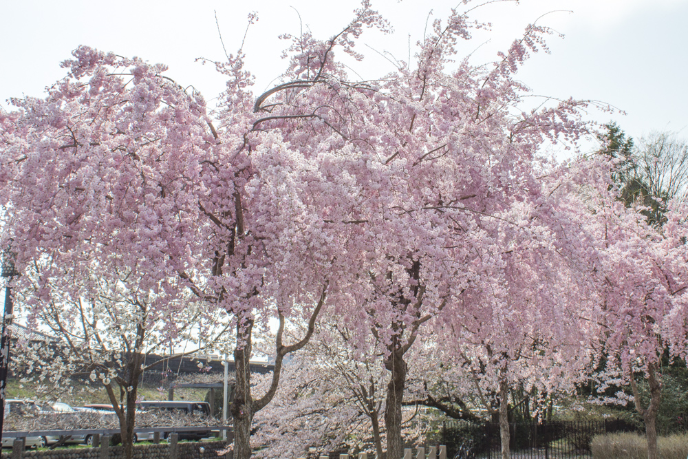 河原町広場、桜、4月、岐阜県岐阜市河原町の観光・撮影スポットの画像と写真