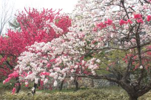 河原町広場、古い町並み、岐阜県岐阜市河原町の観光・撮影スポットの画像と写真
