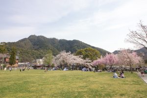 河原町広場、桜、4月、岐阜県岐阜市河原町の観光・撮影スポットの画像と写真