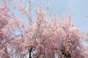 河原町広場、桜、4月、岐阜県岐阜市河原町の観光・撮影スポットの画像と写真